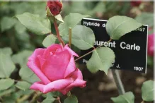 Plusieurs roses ont été créées en hommage à Laurent Carle
